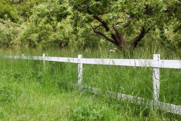 Fence Line Trimming in Longview