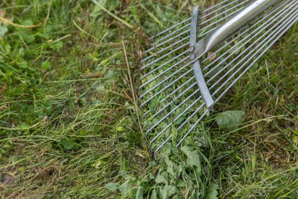 Thatch Raking in Longview