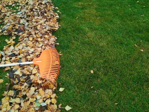 Fall Lawn Care in Longview