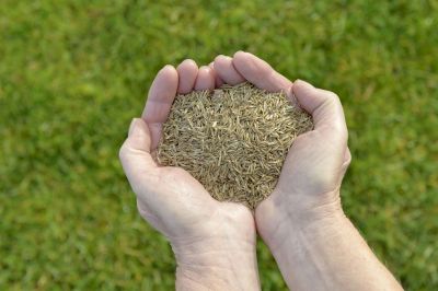 Commercial Lawn Service