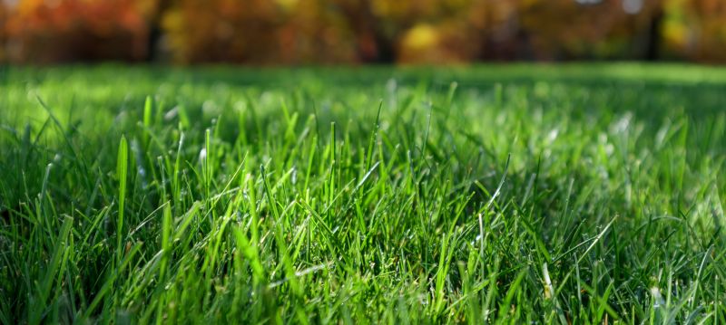Fall Lawn Preparation